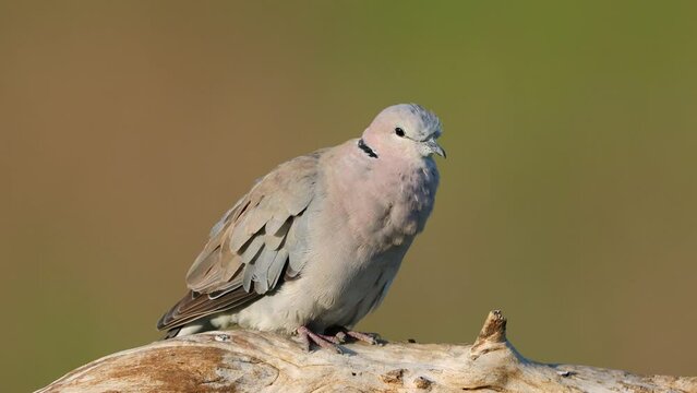 Cape turtle dove (Streptopelia capicola) perched on a branch, South Africa