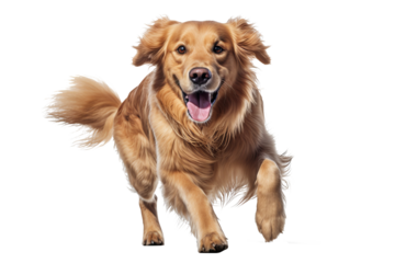 Golden retriever dog running and jumping happily on transparent background, isolated PNG image of playful golden retriever in mid-air, ideal for pet-themed designs, joyful canine actions, and dynamic 