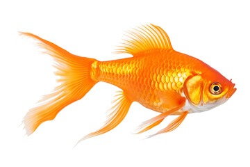 Fototapeta premium Goldfish PNG illustration with transparent background for aquatic-themed designs and creative projects