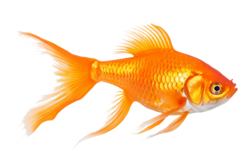 Goldfish PNG illustration with transparent background for aquatic-themed designs and creative projects