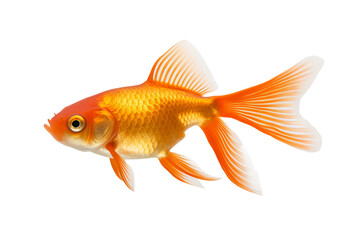Fototapeta premium Goldfish PNG illustration with transparent background for aquatic-themed designs and creative projects