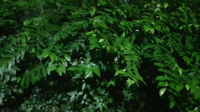 Softly falling raindrops create a soothing melody on the parched earth, as the rhythmic patter echoes through the valley, harmonizing with the gentle rustle of leaves.