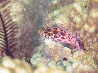 美しいハマサンゴと可愛いヒメゴンベ（ゴンベ科）の幼魚他。

日本国静岡県伊豆半島賀茂郡西伊豆町宇久須黄金崎ビーチ。
2024年6月撮影。


Beautiful corals and lovely juvenile Coral hawkfish (Cirrhitichthys oxycephalus) and others.
