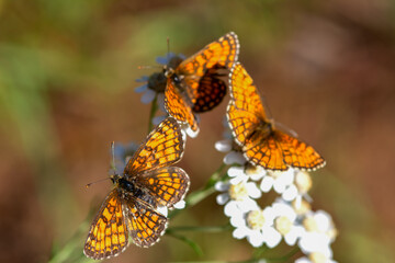 Three butterflies perched on a flower, one on top of the other