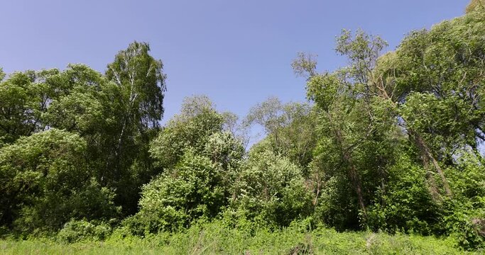 Trees in the forest in windy weather in spring, deciduous trees in windy weather in swaying foliage
