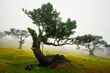 Fanal Forest. Misty forest in Fanal.  Old laurel tree in laurel tree forest in madeira in Portugal