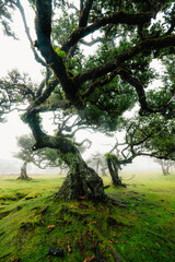 Fanal Forest. Misty forest in Fanal.  Old laurel tree in laurel tree forest in madeira in Portugal