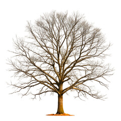 Obraz premium bare tree on transparent background