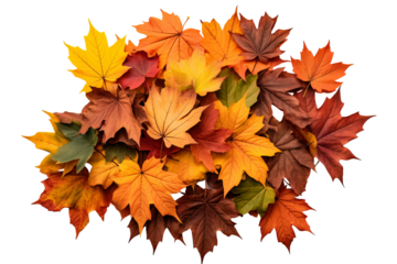 High-resolution leaves pile top view PNG with transparent background for creative design projects, nature-themed illustrations, and seasonal graphics