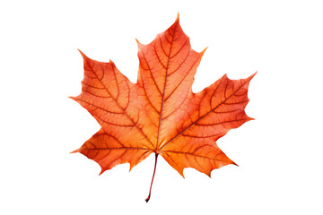 Fototapeta premium Maple autumn leaf PNG illustration with transparent background, perfect for seasonal designs, fall-themed projects, nature-inspired artworks, and decorative elements