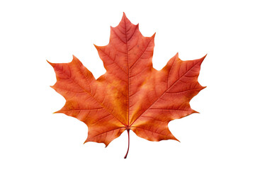 Fototapeta premium Maple autumn leaf PNG illustration with transparent background, perfect for seasonal designs, fall-themed projects, nature-inspired artworks, and decorative elements