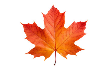 Maple autumn leaf PNG illustration with transparent background, perfect for seasonal designs, fall-themed projects, nature-inspired artworks, and decorative elements