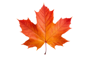 Maple autumn leaf PNG illustration with transparent background, perfect for seasonal designs, fall-themed projects, nature-inspired artworks, and decorative elements
