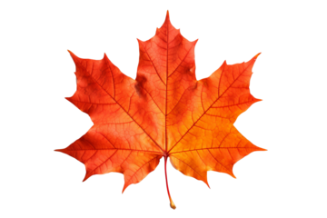 Maple autumn leaf PNG illustration with transparent background, perfect for seasonal designs, fall-themed projects, nature-inspired artworks, and decorative elements