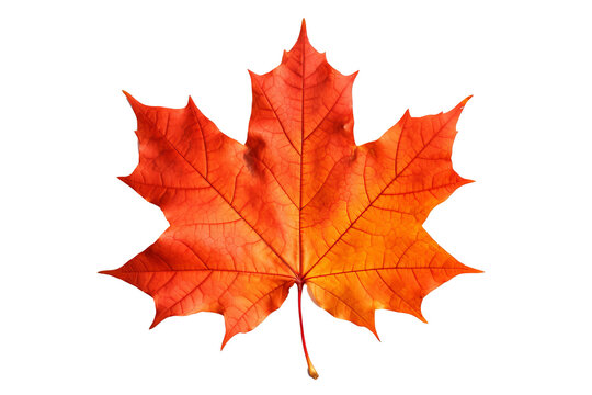 Maple autumn leaf PNG illustration with transparent background, perfect for seasonal designs, fall-themed projects, nature-inspired artworks, and decorative elements