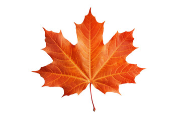 Obraz premium Maple autumn leaf PNG style with transparent background for seasonal design projects, fall decorations, nature-themed illustrations, and digital artwork