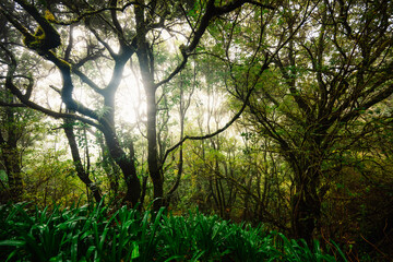 Fototapeta premium Magical misty green forest with waterfalls in Levada do Norte, Madeira island, Portugal. PR17 Pinaculo e Folhadal