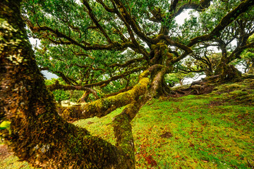 Fototapeta premium Fanal Forest. Misty forest in Fanal. Old laurel tree in laurel tree forest in madeira in Portugal