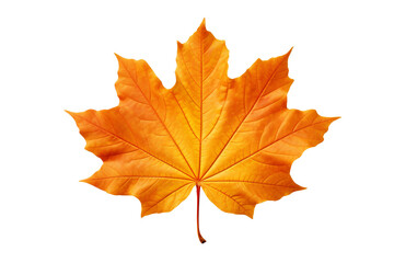 Obraz premium Maple autumn leaf PNG style with transparent background for seasonal design projects, fall decorations, nature-themed illustrations, and digital artwork