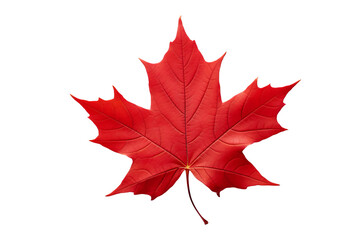 Maple leaf PNG image with transparent background for seasonal designs, nature illustrations, and autumn-themed projects