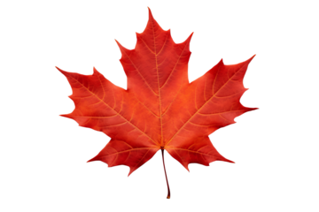 Maple leaf PNG image with transparent background for seasonal designs, nature illustrations, and autumn-themed projects