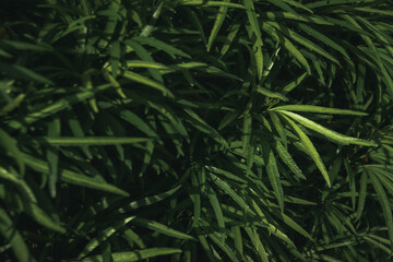 Close up of green leaves in the sunlight.