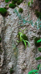 Vibrant Green Moss On Textured Rock Wall Close-Up Nature