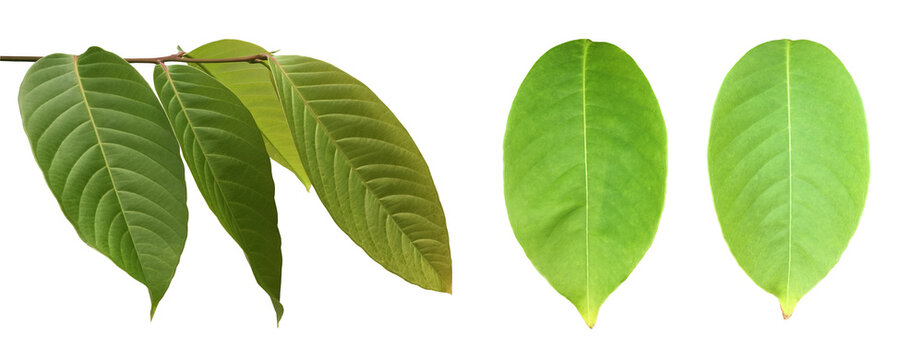 Isolated queen tree or lagerstroemia speciosa leaf with clipping paths.