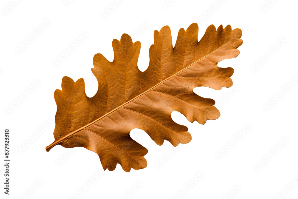 Canvas Prints oak leaf illustration in png style with transparent background for design and craft projects