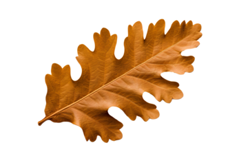 Oak leaf illustration in PNG style with transparent background for design and craft projects