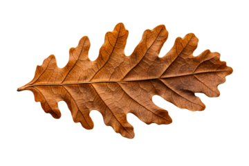 Oak leaf illustration in PNG style with transparent background for design and craft projects