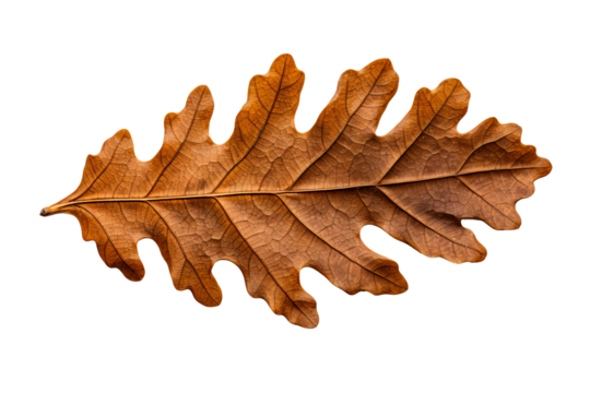 Oak leaf illustration in PNG style with transparent background for design and craft projects