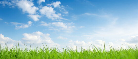 Fototapeta premium Fresh Green Grass Under Blue Sky