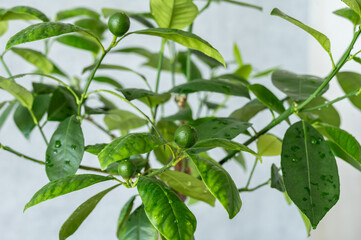 Houseplant Tangerine tree with small young green fruits. Close up.