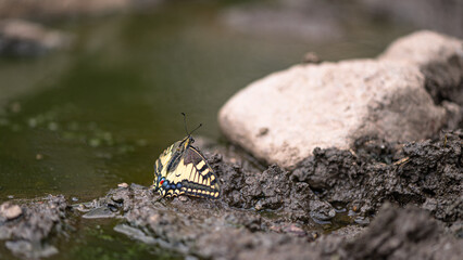 Ein Schwalbenschwanz sonnt sich in der Schweinesuhle auf dem Dürrboden (Davos)