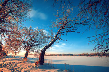 Winter forest at sunrise sunlight. Tree branches glow from sunlight after freezing rain.