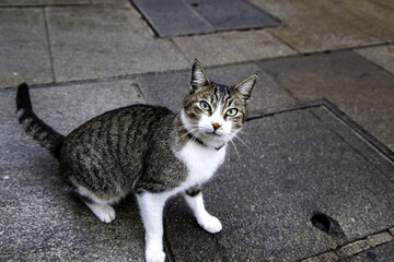 Stray cats in the street © celiafoto