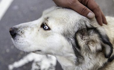 Fototapeta premium Mountain shepherd dog