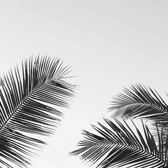 black and white palm tree leaves against the sky, minimalism