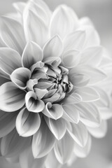 Fototapeta premium black and white macro photo of dahlia flower, highly detailed, close up,