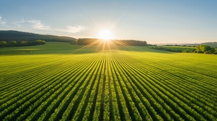 Fototapeta premium Rolling countryside panorama under the warm sunshine, fields and forests stretching to the horizon, capturing the peaceful rural perspective