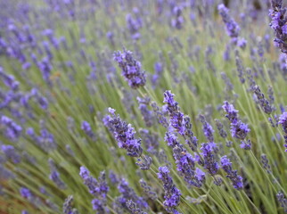 Fototapeta premium macro photo of a lavender plant