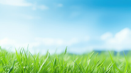 Fototapeta premium Fresh Green Grass Under Clear Blue Sky