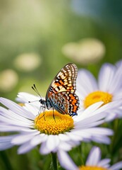 butterfly on flower