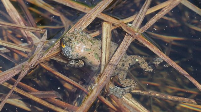 The fire-bellied toad (Bombina bombina) calling in shallow marsh
