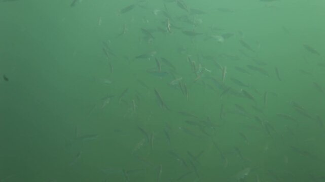 A school of Alburnoides bipunctatus, known vernacularly as the schneider, spirlin, bleak, riffle minnow, in Soderica Lake, Croatia