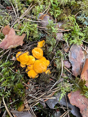 Big number of chanterelles waiting to grow in green moss in a pine forest