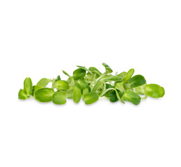 Fresh green young sunflower sprouts isolated on white background