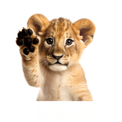 Obraz premium cute lion looking isolated on white