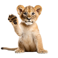 Obraz premium cute lion looking isolated on white